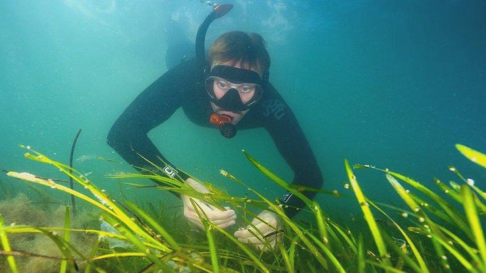 A snorkeller among underwater seagrass